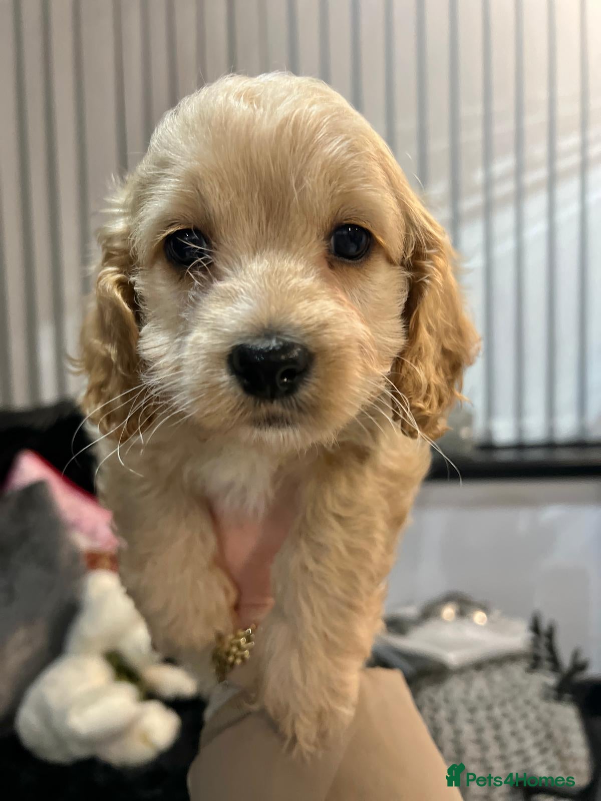 Cockapoo dogs Tiny cockerpoo pups - Advert 13