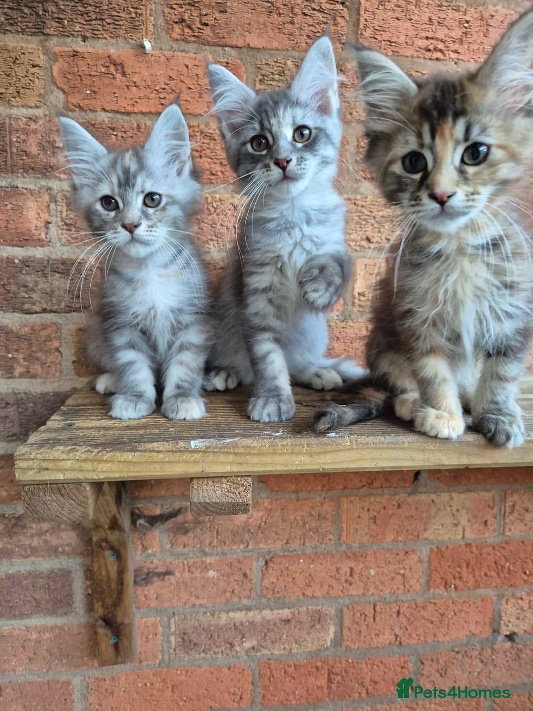 Maine Coon cats for sale: 2 Boys 3 girls Maine Coones kittens - Advert 9