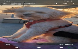Cockapoo dogs for stud: Welcome  - Image 3