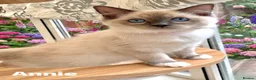 Ragdoll cats for sale: Stunning fluffy blue-point ragdoll female kittens  - Advert 15