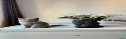 British Shorthair cats for sale: Beautiful Boy British Shorthairs for Sale  - Advert 4