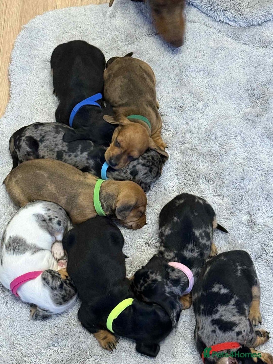 Dachshund dogs for sale: Adorable dachshund puppies ready for loving homes - Image 28