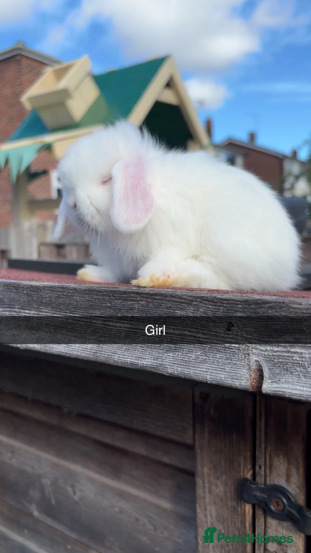 Mini Lop rabbits for sale: Mini Lop rabbits available to reserve  - Advert 9