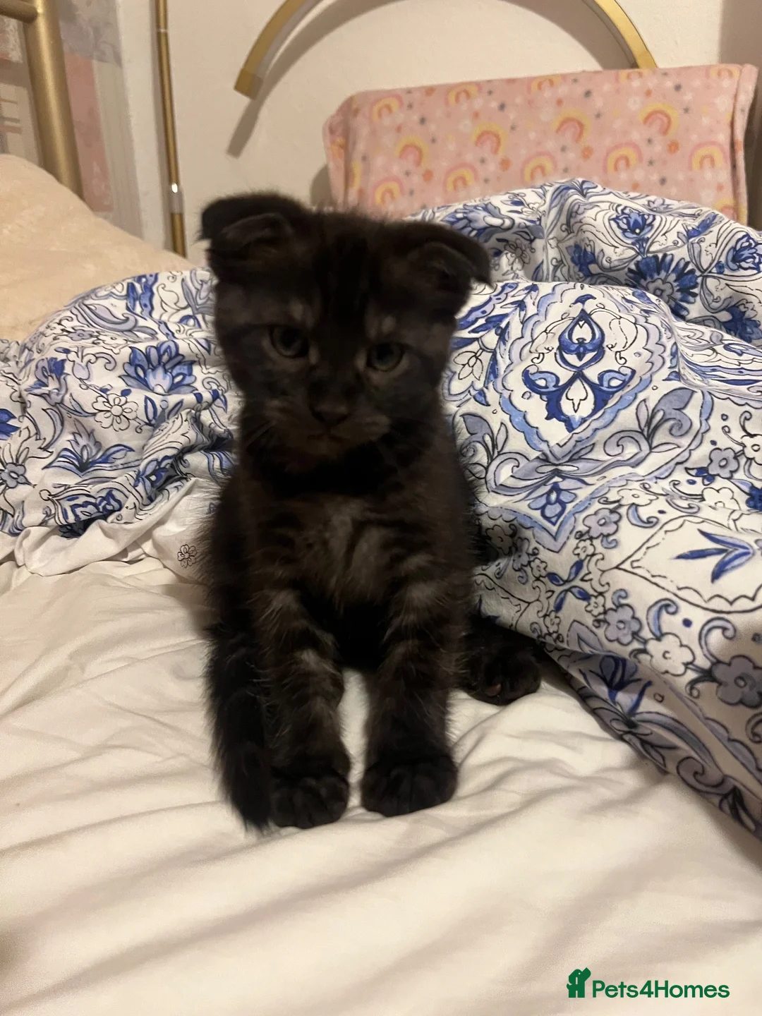 Fully Kitten Super friendly, playful kittens looking for a home for sale in Ipswich ...