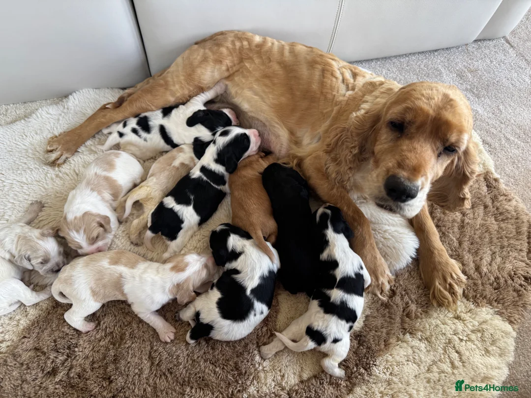 Cocker Spaniel dogs for sale: Show type cocker spaniels  - Advert 1