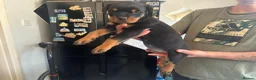 Rottweiler dogs for sale: 2 Beautiful and Playful Rottweiler puppies  - Advert 7