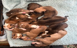 Mixed Breed dogs for sale: Puppies for sale - Image 1