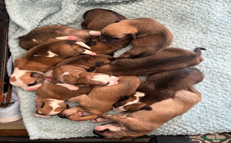 Mixed Breed dogs - Advert 8