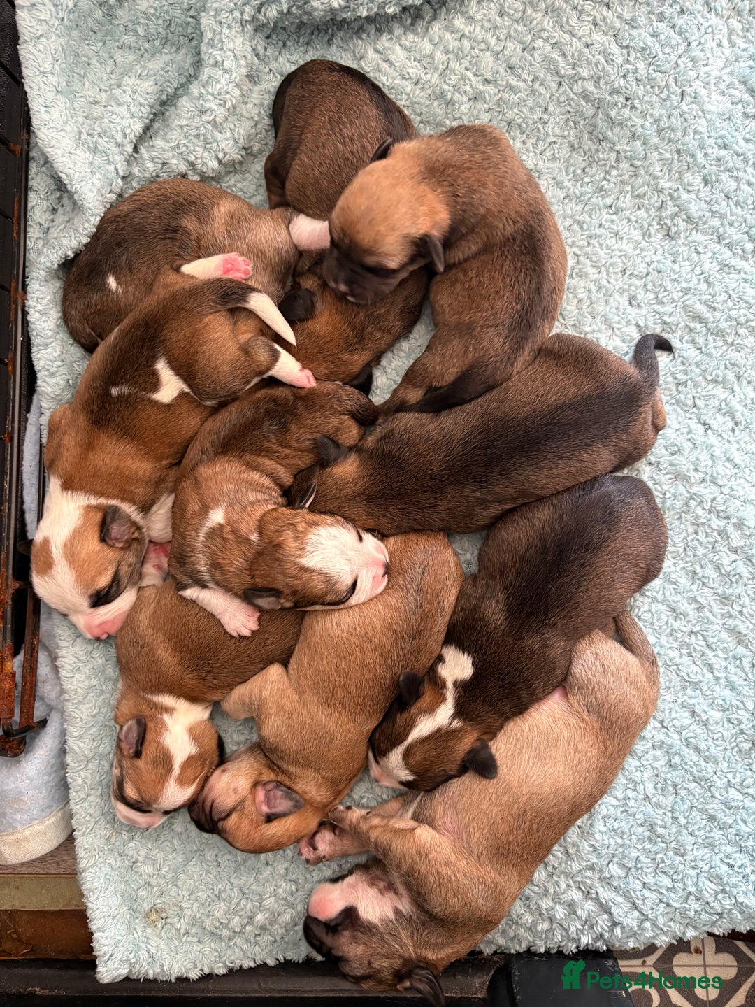 Mixed Breed dogs for sale: Puppies for sale - Image 1