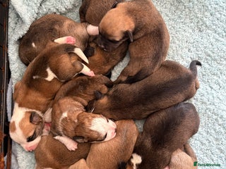 Mixed Breed dogs - Advert 5