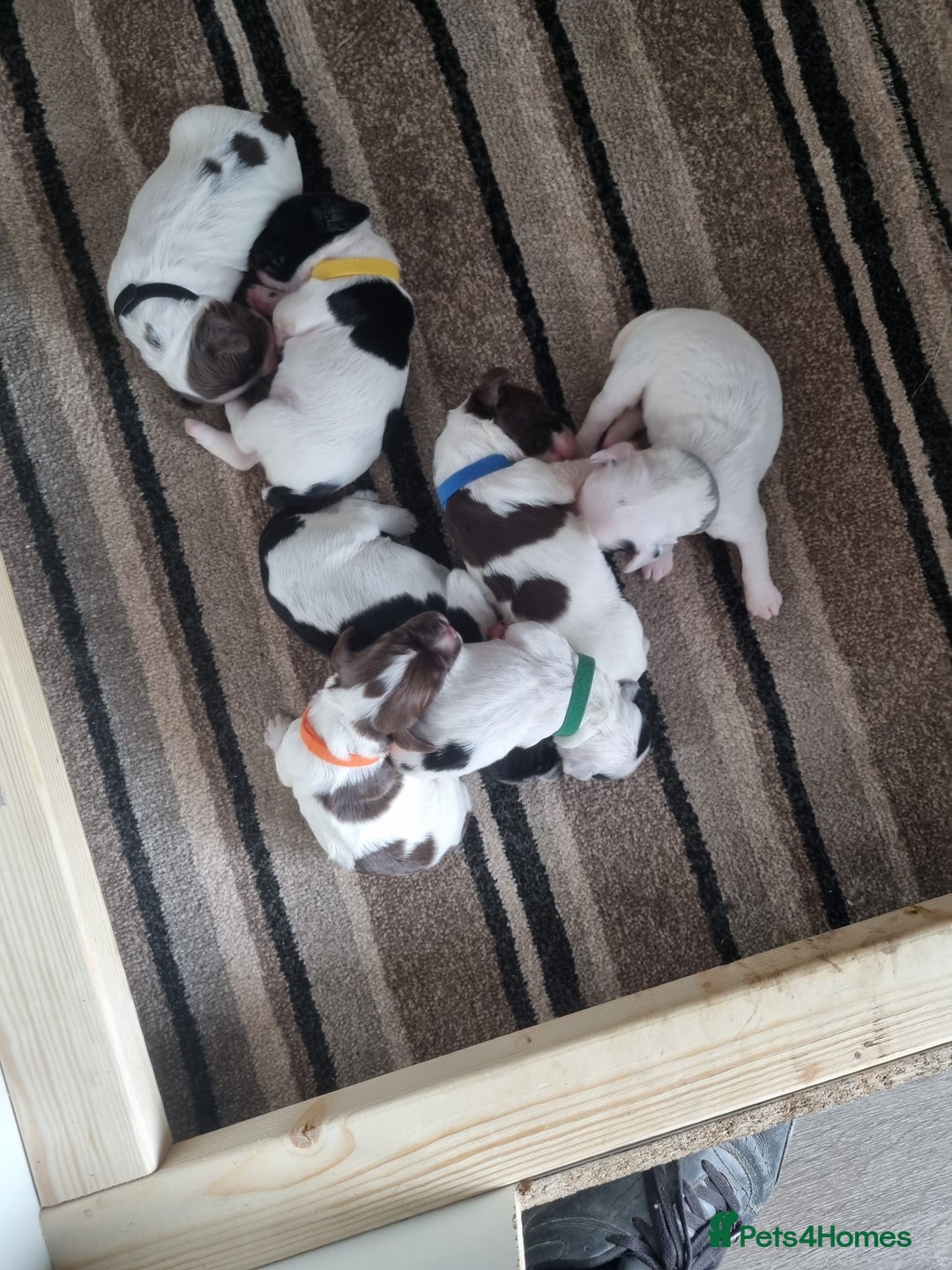 Sprocker dogs for sale: Sprocker  - Image 2