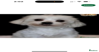 Maltipoo dogs - Advert 12