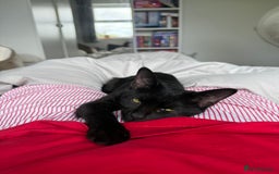 Domestic Shorthair cats for sale: female black kitten  - Image 4