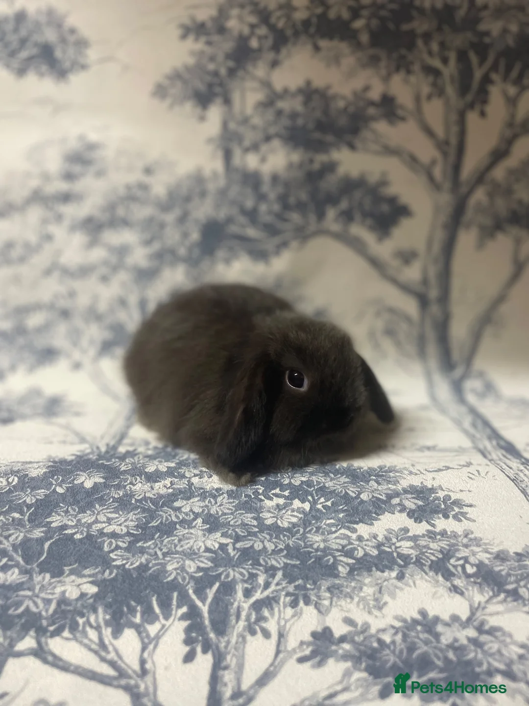 Mini Lop rabbits for sale: Stunning litter of mini lop bunnies  in Loughborough - Advert 12