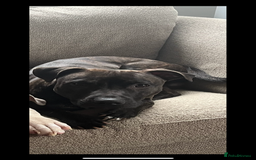 Staffordshire Bull Terrier dogs for sale: Beautiful male staff - Advert 2