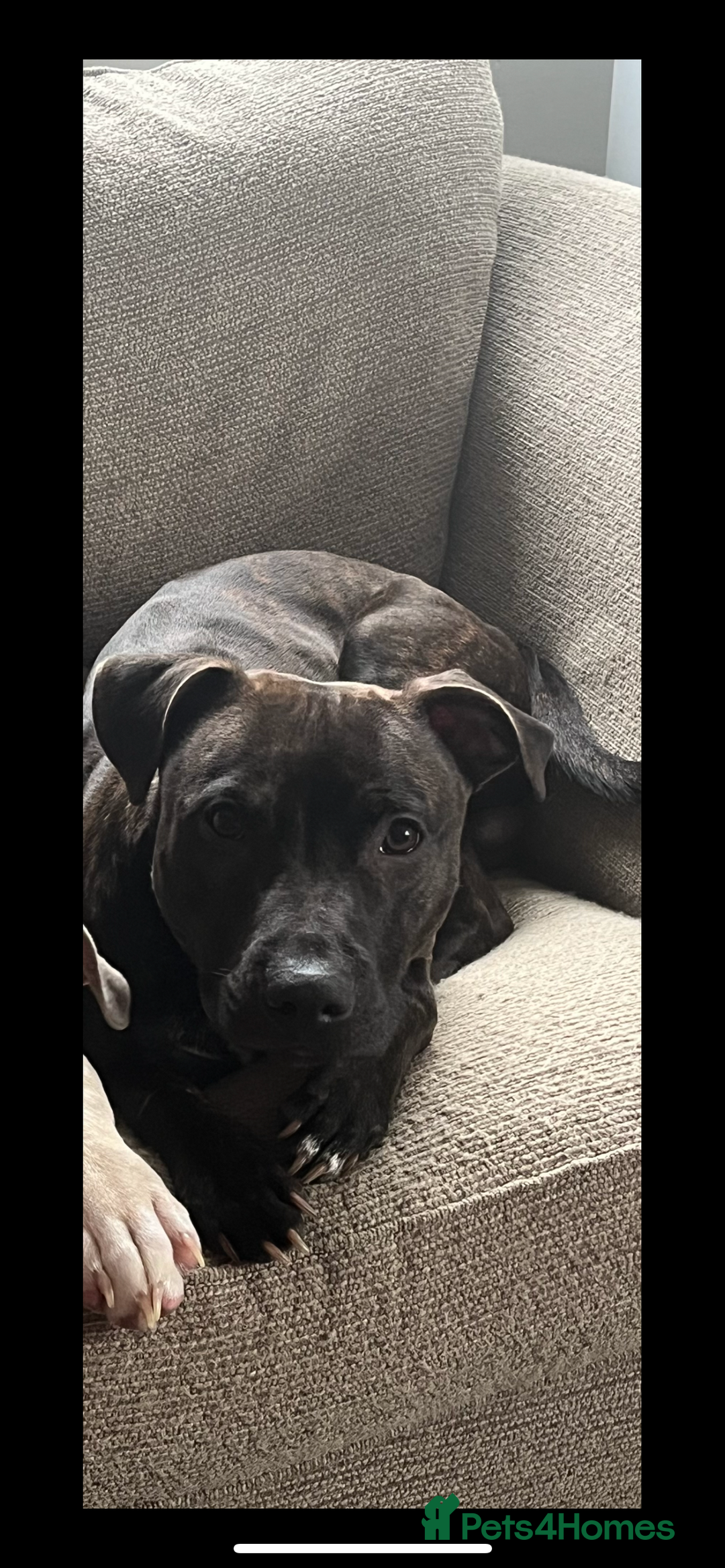 Staffordshire Bull Terrier dogs for sale: Beautiful male staff - Advert 2