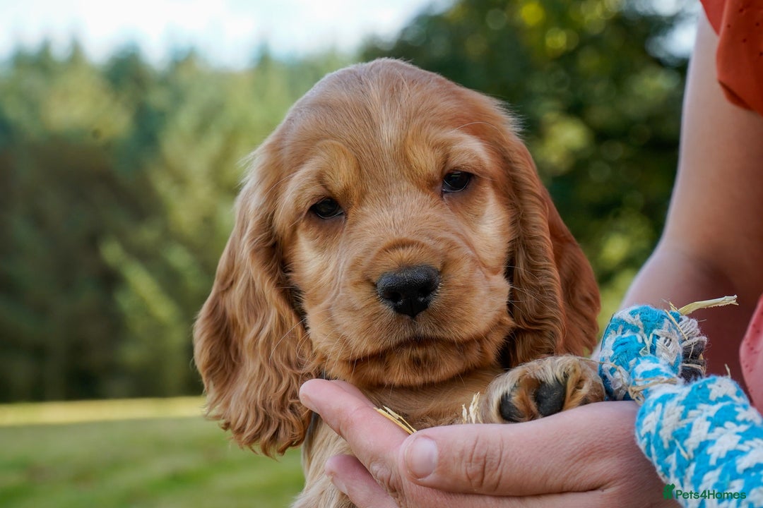 Cocker Spaniel dogs for sale: Show Cocker Spaniel puppies - Image 3