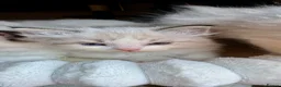Ragdoll cats for sale: RARE Blue Lynx Bicolor ✨🏆🦋 - Advert 3
