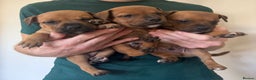 Staffordshire Bull Terrier dogs for sale: COI 3.6% Red staffordshire bull terrier's - Advert 12