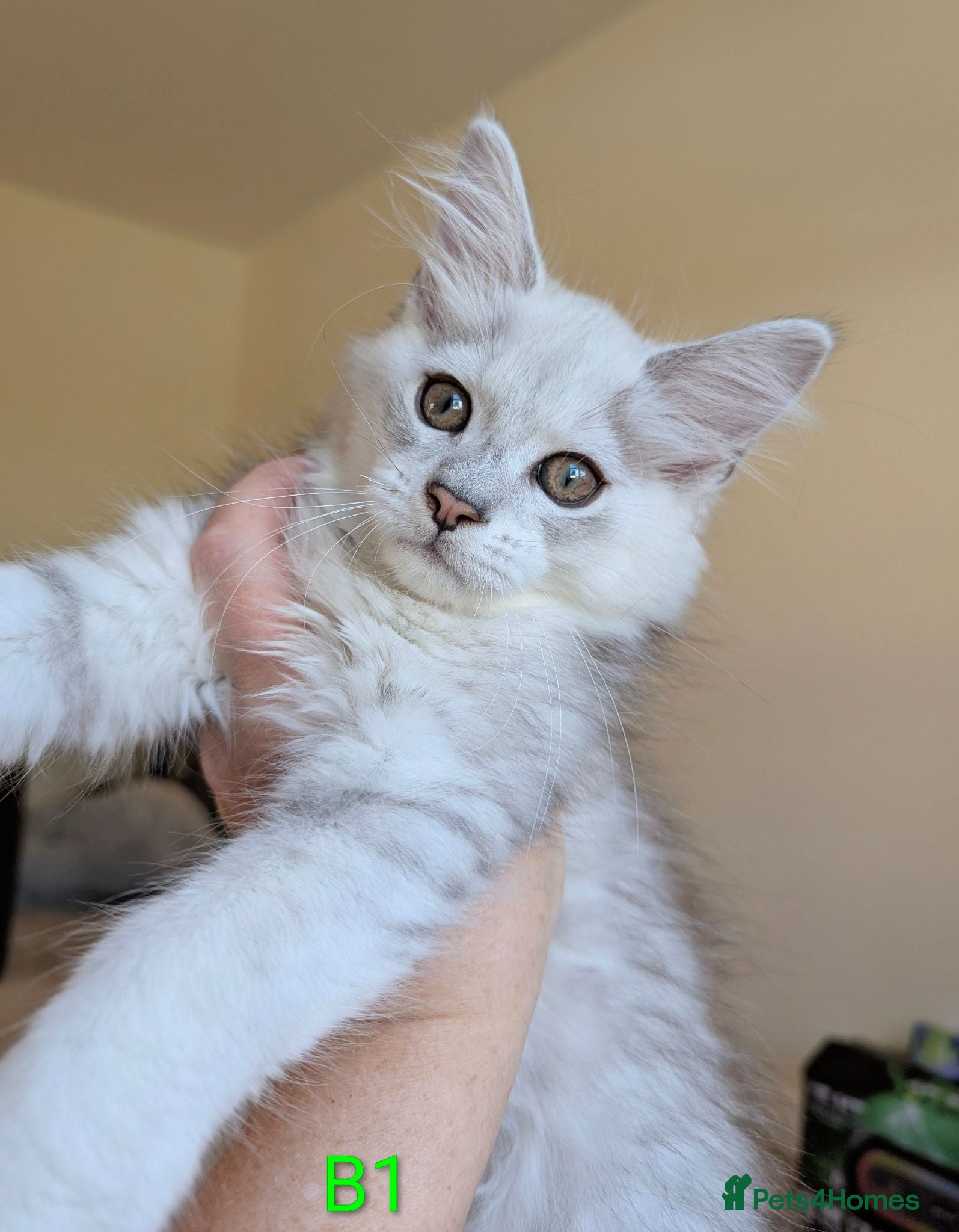Maine Coon cats Male Maine Coon Kittens  - Advert 8