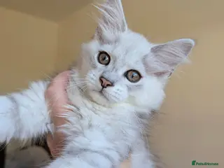 Maine Coon cats Male Maine Coon Kittens - Advert 8