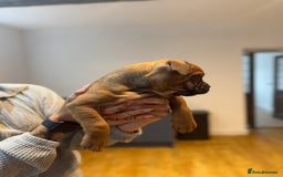 Staffordshire Bull Terrier dogs for sale: Last girl ready now!✨ - Image 6