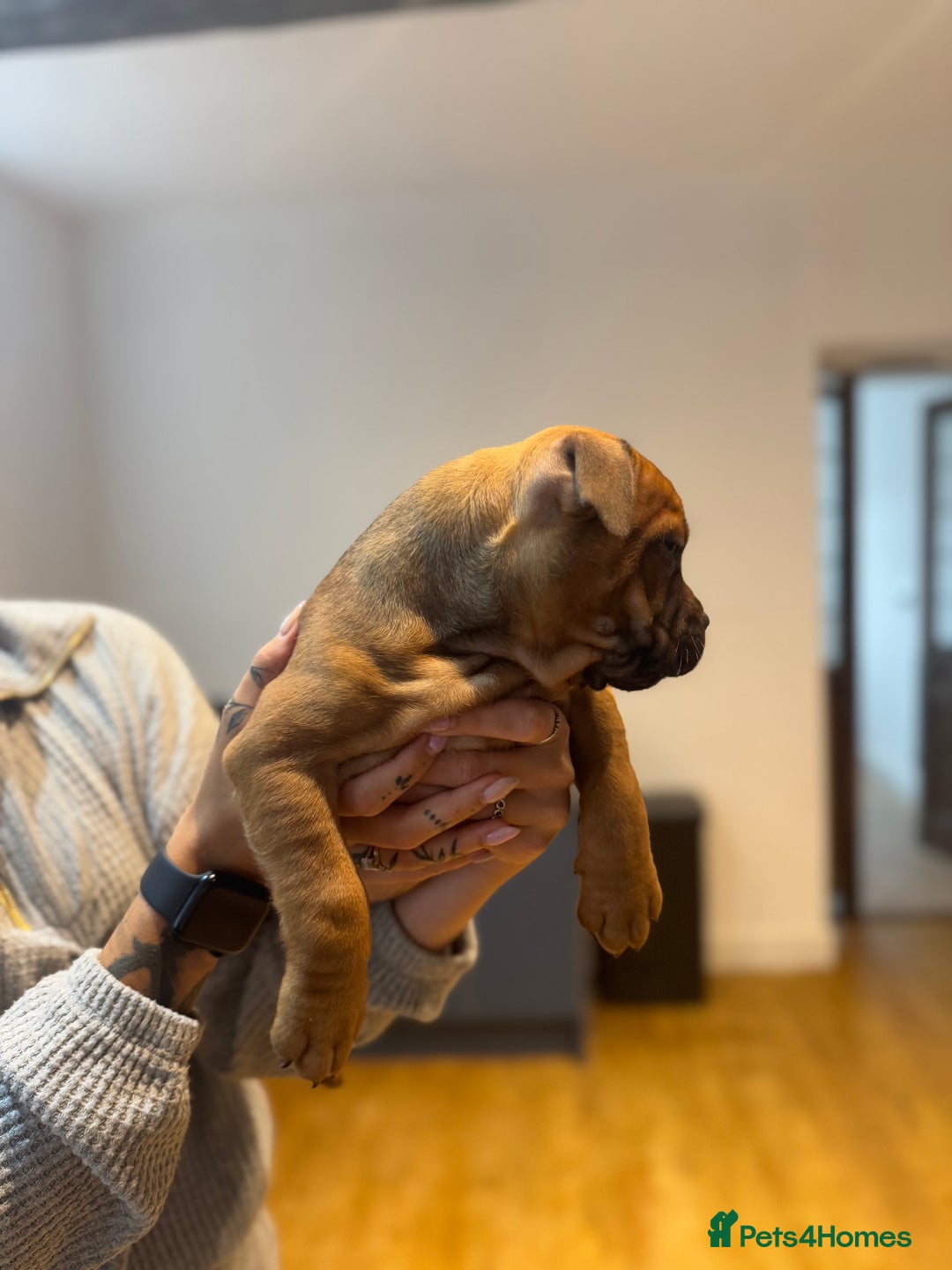 Staffordshire Bull Terrier dogs for sale: Last girl ready now!✨ - Image 6