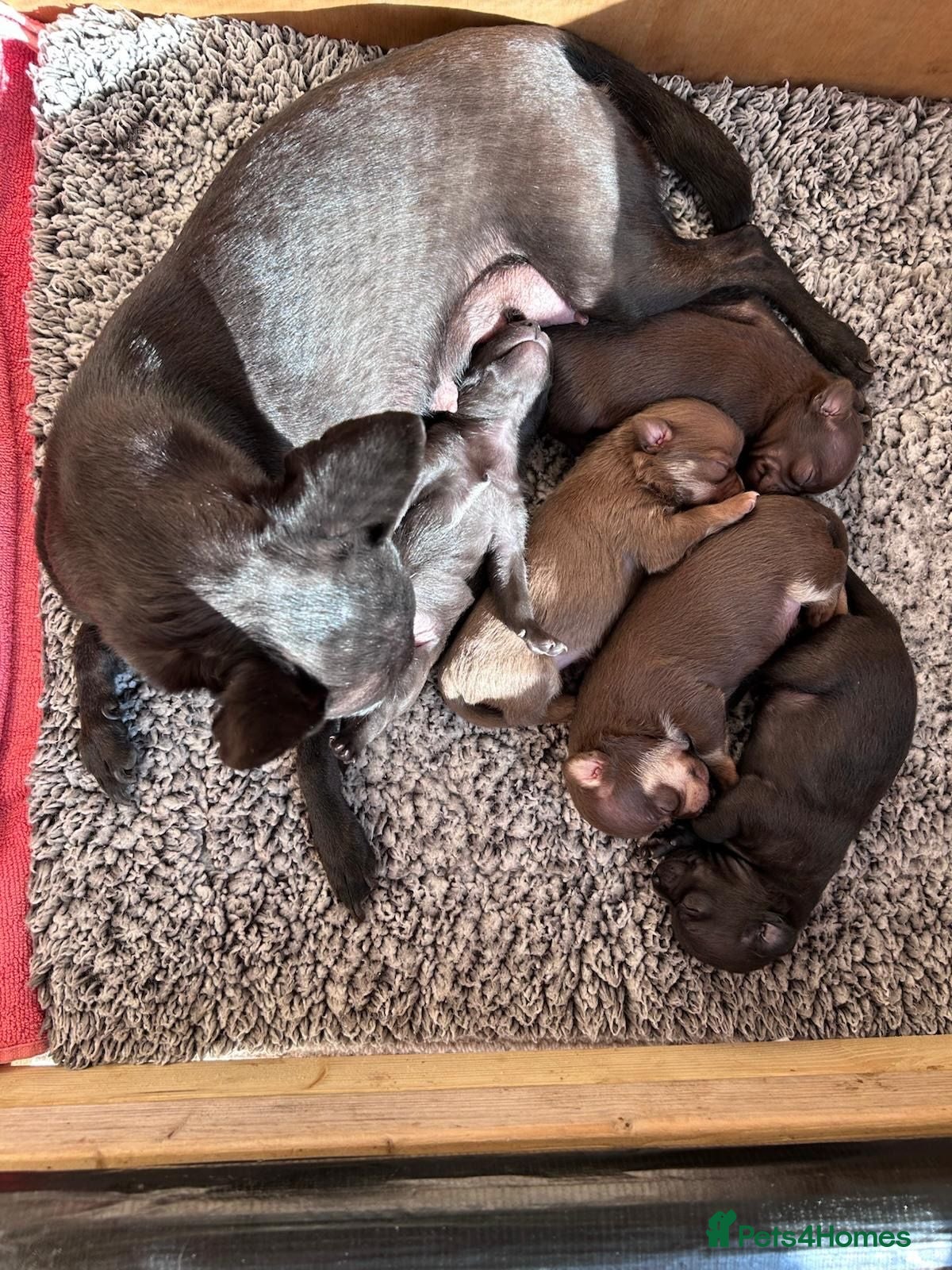 Chihuahua dogs Short Haired Chihuahua Apple Head KC Reg Puppies - Advert 2