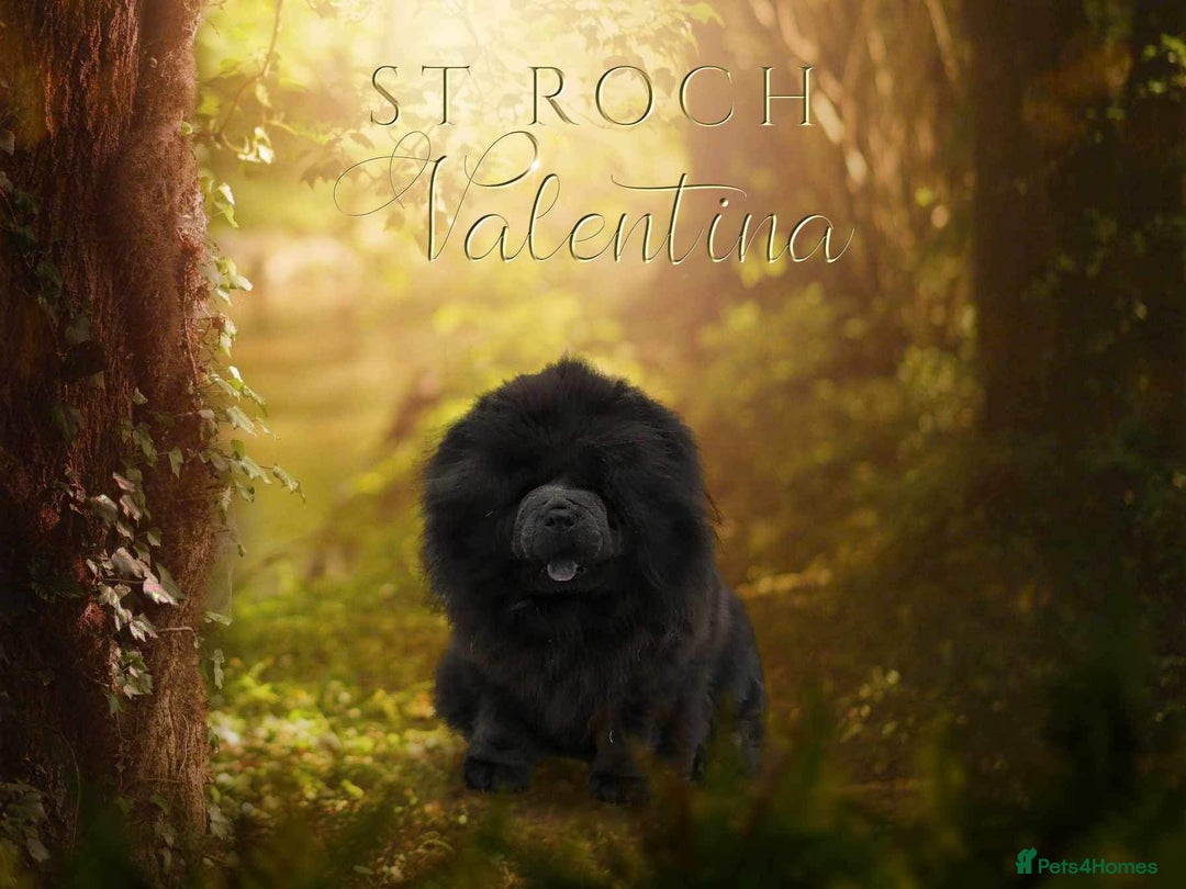 Chow Chow dogs for sale: Stunning kc chow chow  - Advert 16