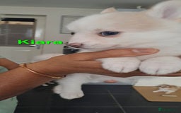 Pomsky dogs for sale: Ready now -Stunning F4 Pomskies, 6kg as adults  - Image 17