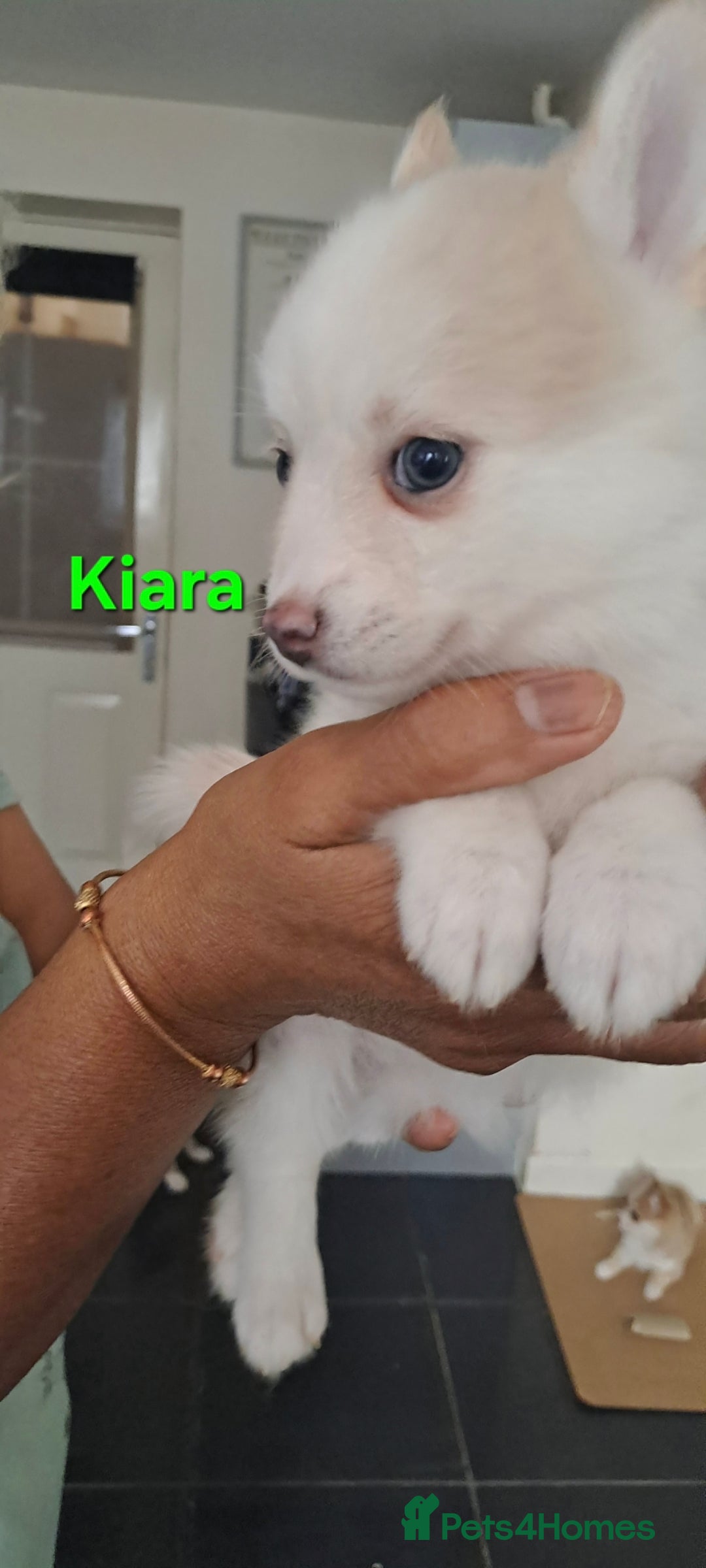 Pomsky dogs for sale: Ready now -Stunning F4 Pomskies, 6kg as adults  - Image 17