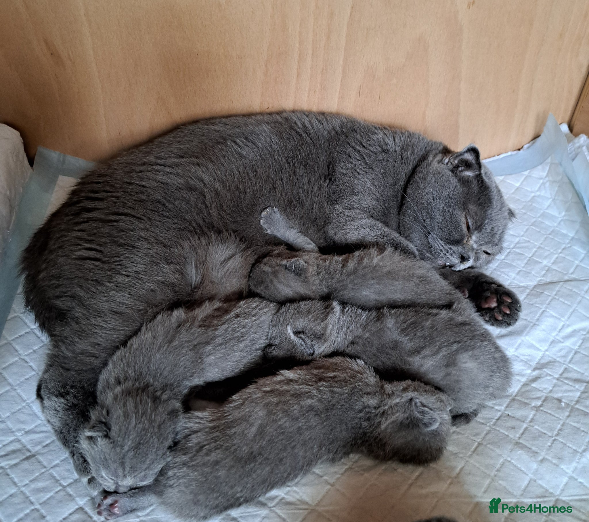 British Shorthair cats British Shorthair Blue are available  - Advert 1