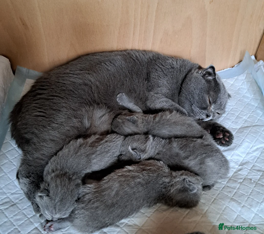 British Shorthair cats for sale: British Shorthair Blue are available  - Advert 1