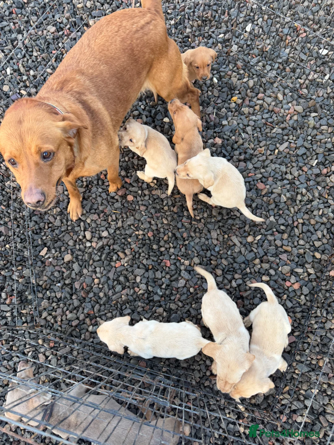 Labrador Retriever dogs for sale: Labrador puppies  - Advert 9