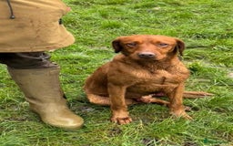 Labrador Retriever dogs for sale: Deep fox red Labrador Puppies,FULLY TESTED PARENTS - Image 9