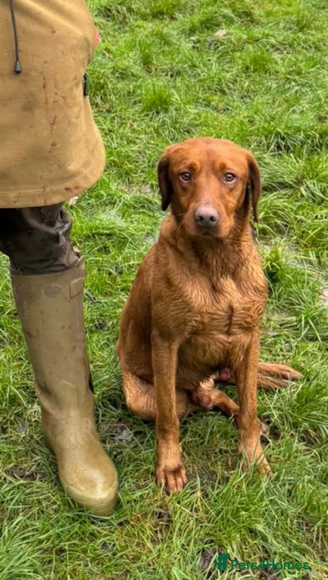 Labrador Retriever dogs for sale: Deep fox red Labrador Puppies,FULLY TESTED PARENTS - Image 9