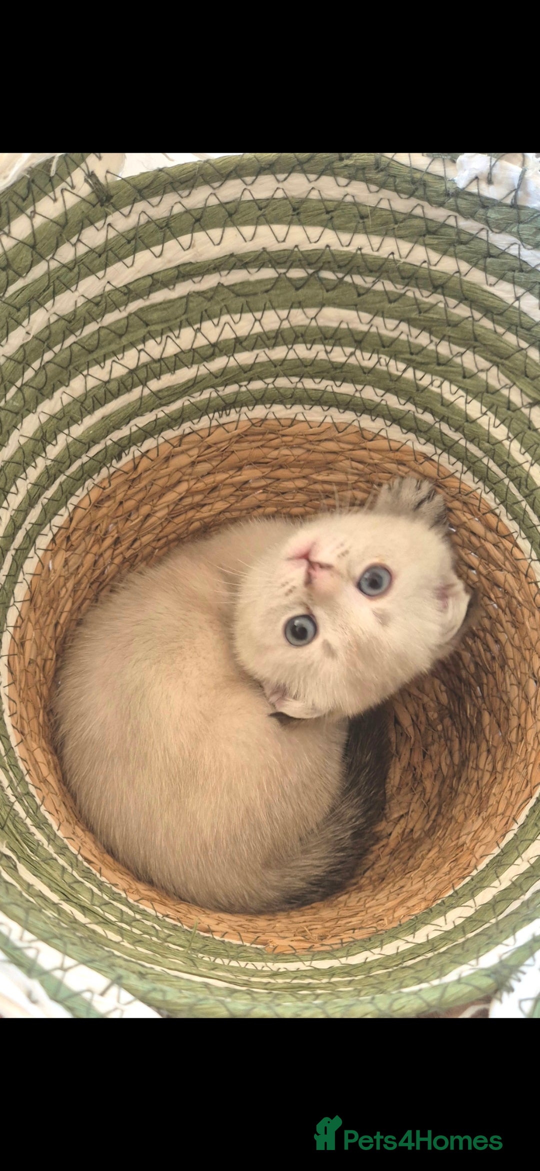 Scottish Fold cats for sale: Beautiful Girl ready to go - Image 9