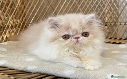Exotic cats for sale: ❤️Stunning Exotic Shorthair & Longhair Kittens❤️  - Image 5