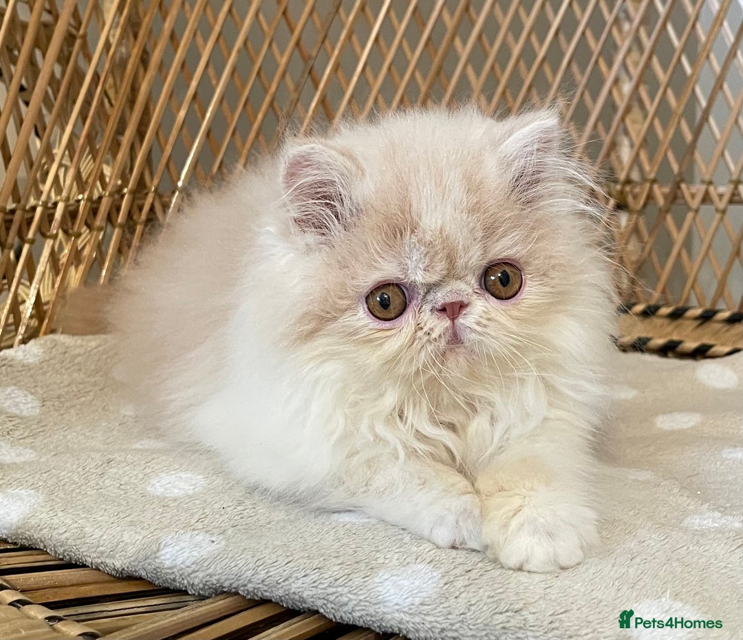 Exotic cats for sale: ❤️Stunning Exotic Shorthair & Longhair Kittens❤️  - Image 5