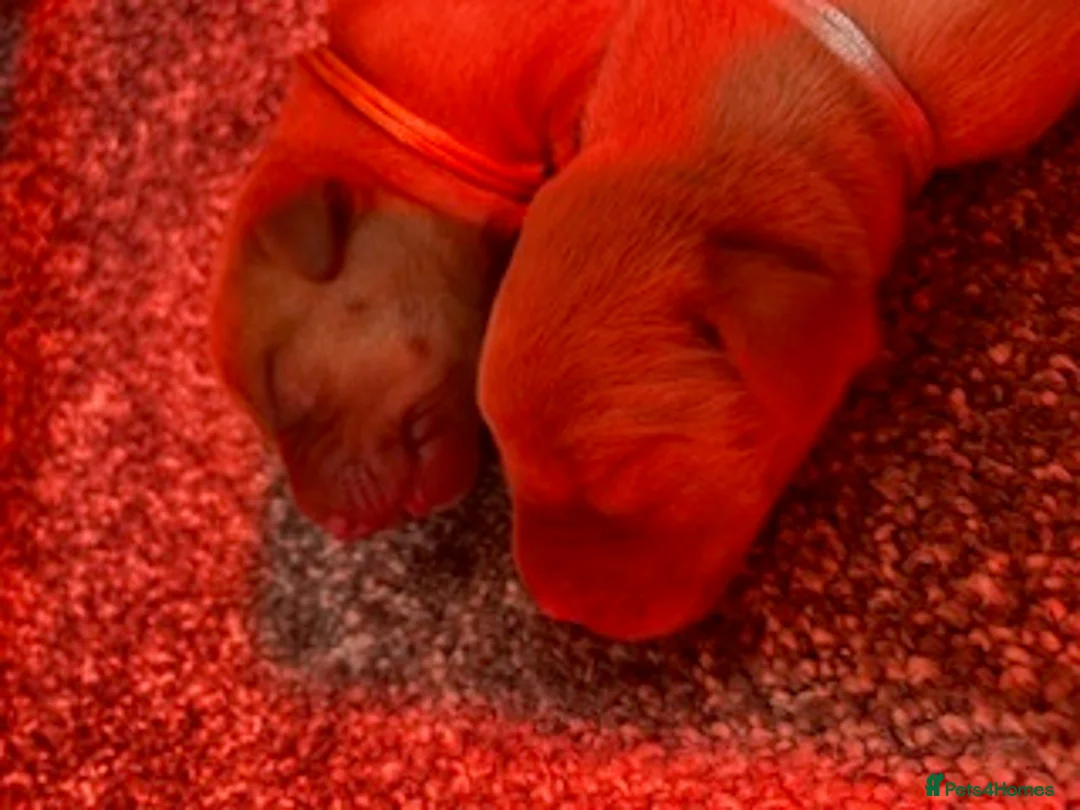 Labrador Retriever dogs for sale: Red Fox Labrador - Advert 4