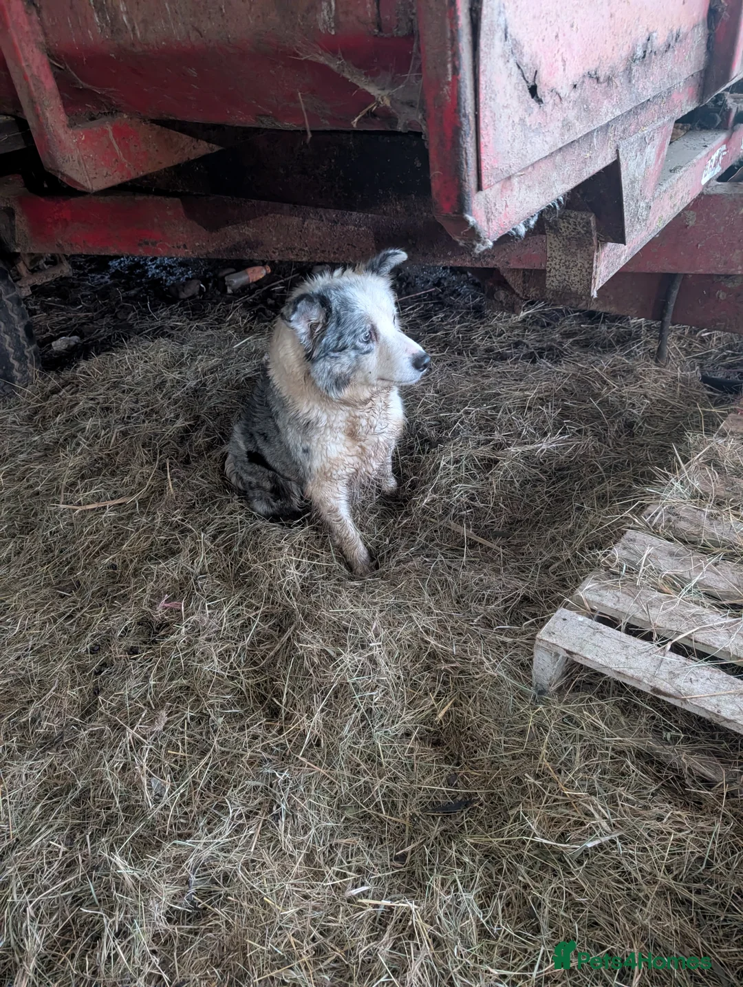 Border Collie dogs for sale: Sophie isds reg , red Tri bitch  - Advert 5