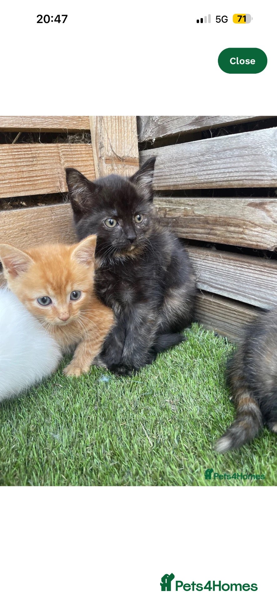 Domestic Shorthair cats Ginger Boy - Advert 1