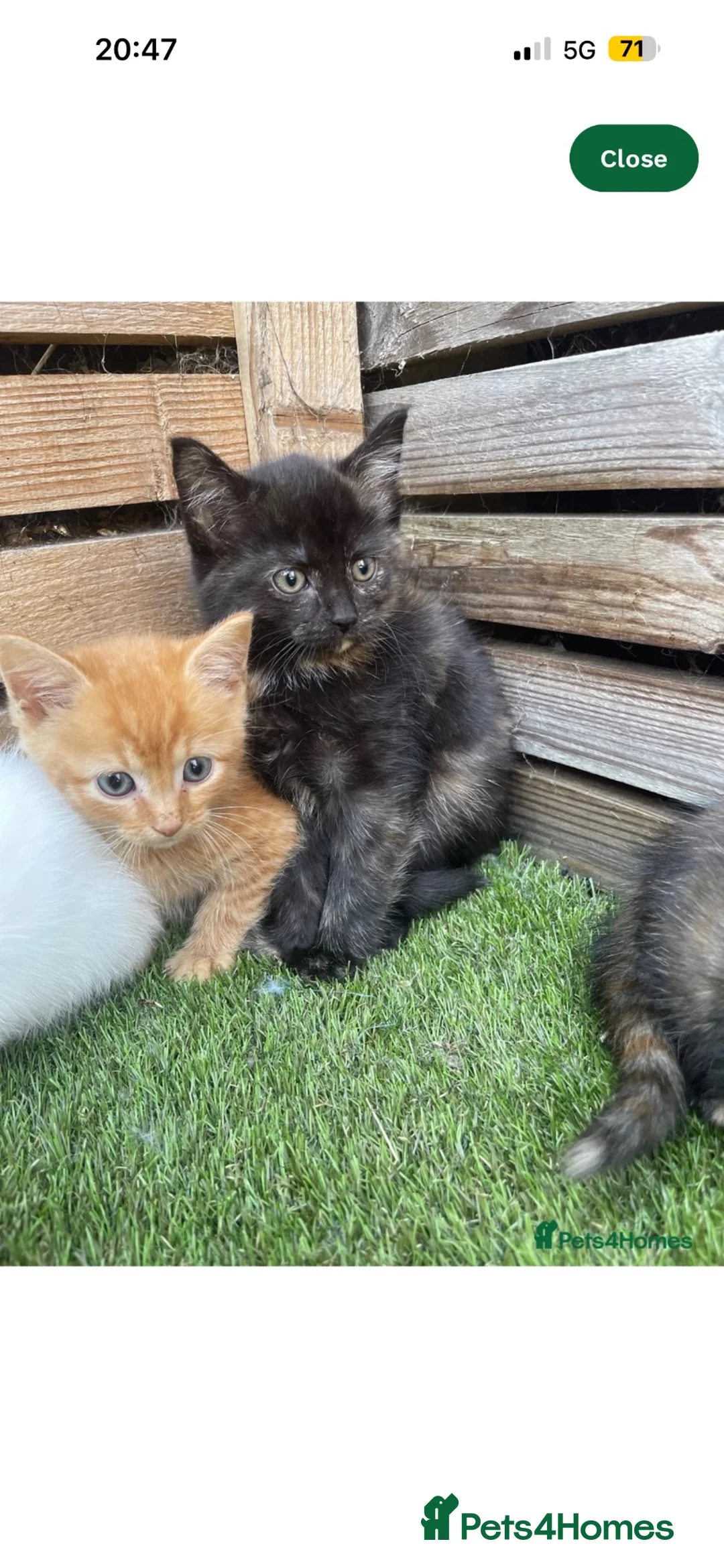 Domestic Shorthair cats for sale: Ginger Boy in Chelmsford - Advert 1
