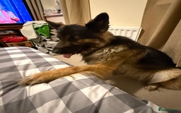 German Shepherd dogs for sale: 2 year old beautiful male for sale  - Image 2