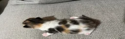 Mixed Breed cats for sale: Gorgeous kittens - Advert 14