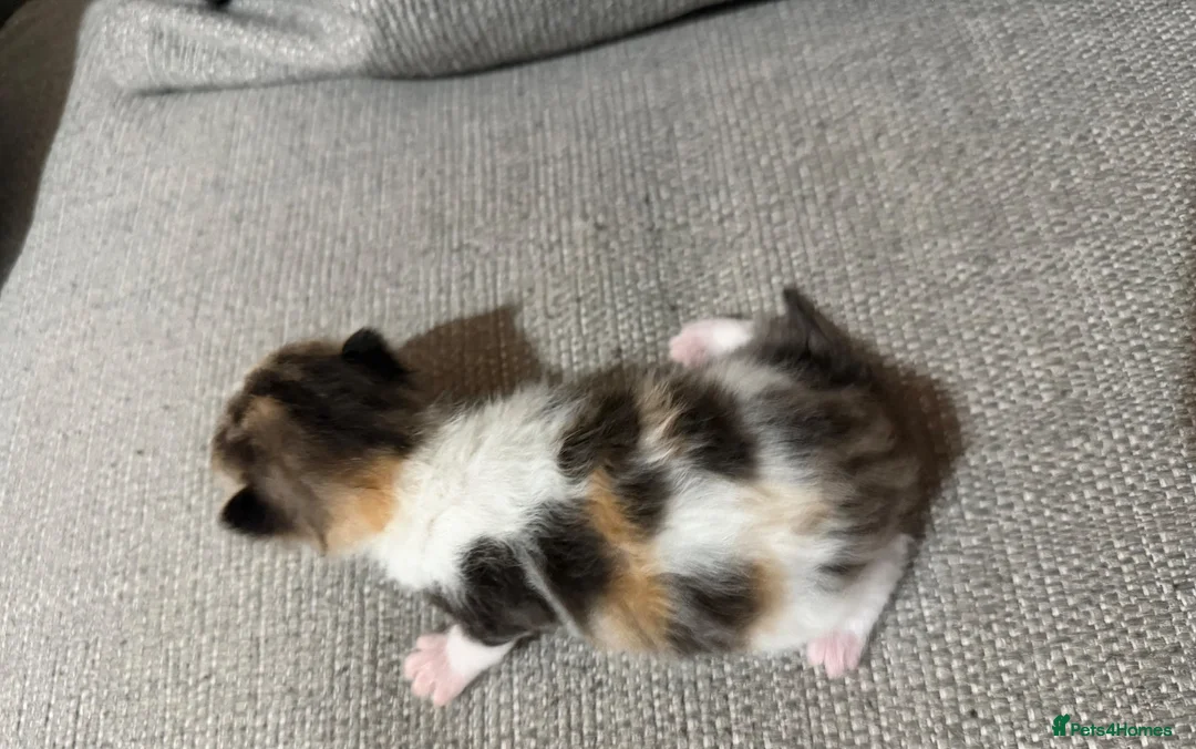 Mixed Breed cats for sale: Gorgeous kittens - Advert 14