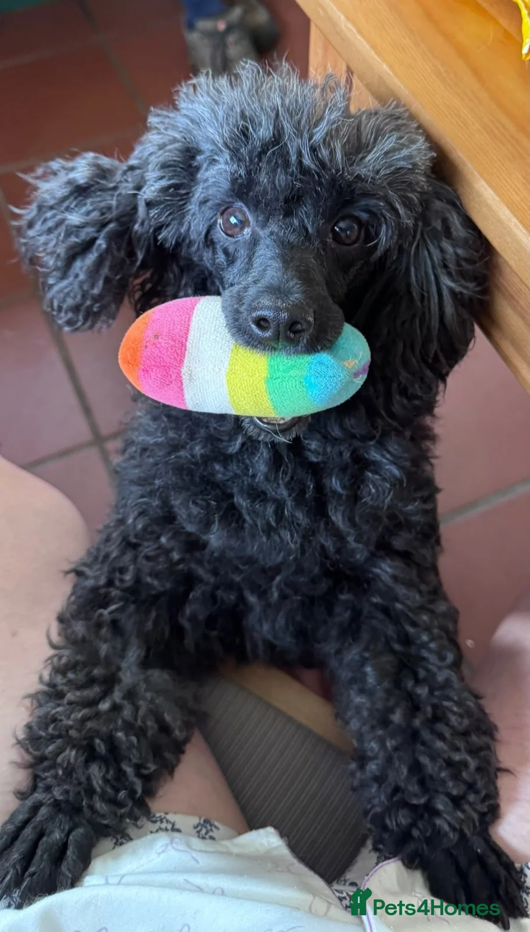 Toy Poodle dogs for sale: Adult spayed Toy Poodle Female  - Advert 1
