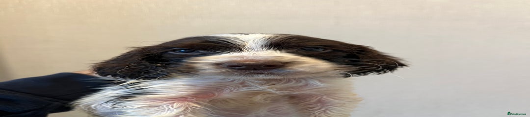 Cocker Spaniel Puppy 4