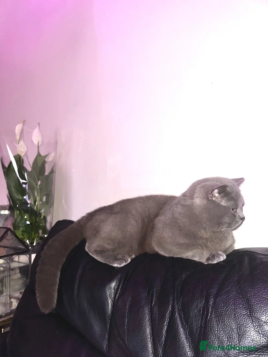 British Shorthair cats for sale: Male british shorthair cat - Advert 3
