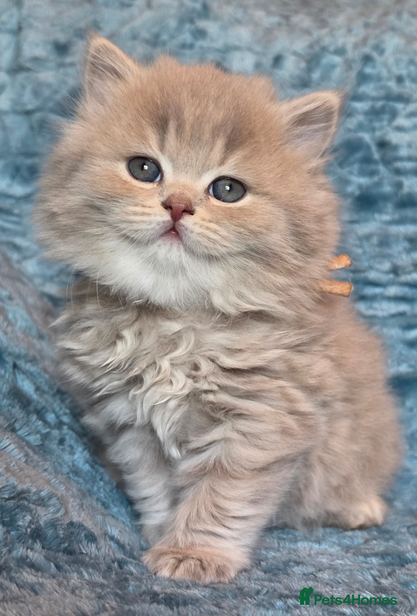 British Longhair cats TICA Registered British longhair kittens - Advert 12